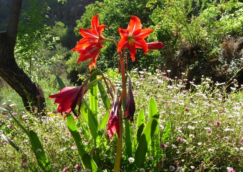 Amarilis.jpg