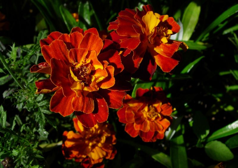 Tagetes.jpg